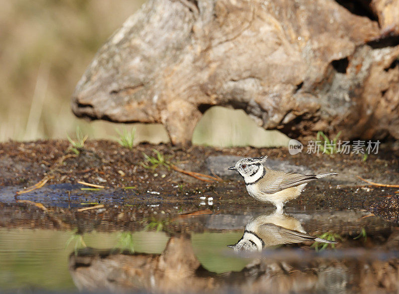 冠山雀(Lophophanes cristatus)洗澡